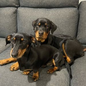 Meet your Posher, Ashlee